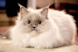 a fluffy white cat laying on top of a rug